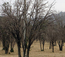 iran_fars_bavanat_walnut_woods iran_fars_bavanat_walnut_woods